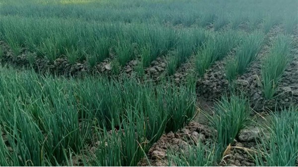 江西贛州香蔥種植案例